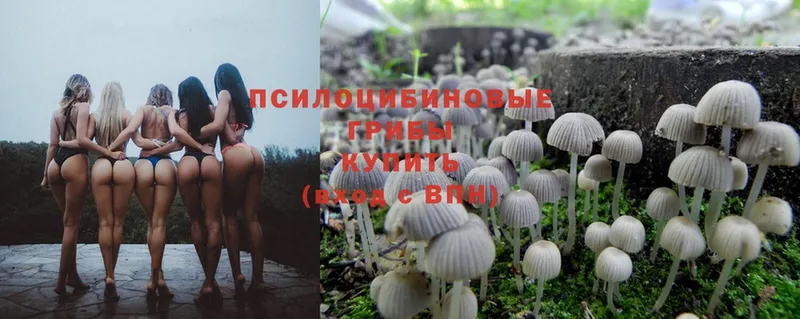 Псилоцибиновые грибы Cubensis  Сердобск 